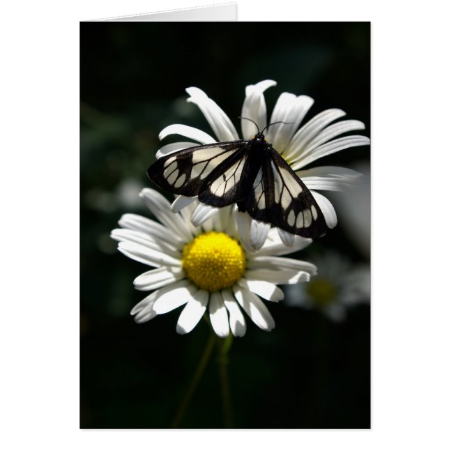 Police Car Moth and Oxeye Daisies (Front)