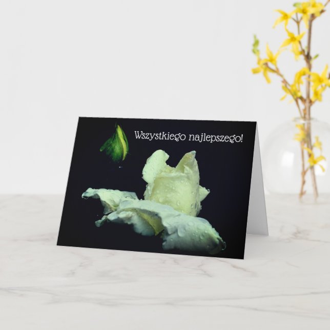 Polish Birthday Card Sto Lat White Rosebud (Yellow Flower)
