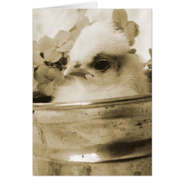 Polish Chick in Sepia (Front)