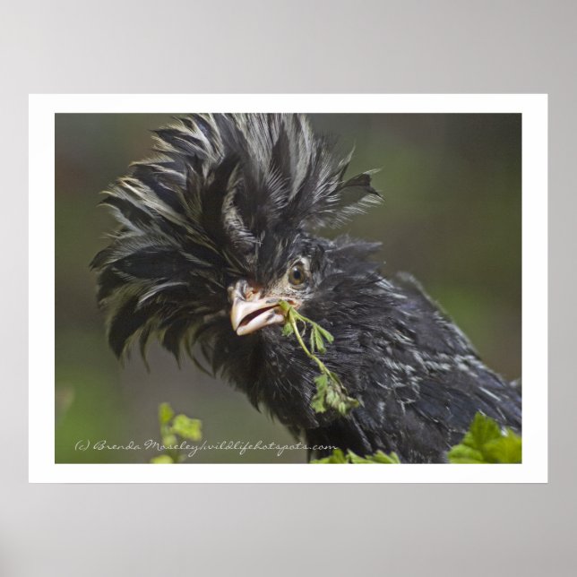 Polish Chicken Poster (Front)