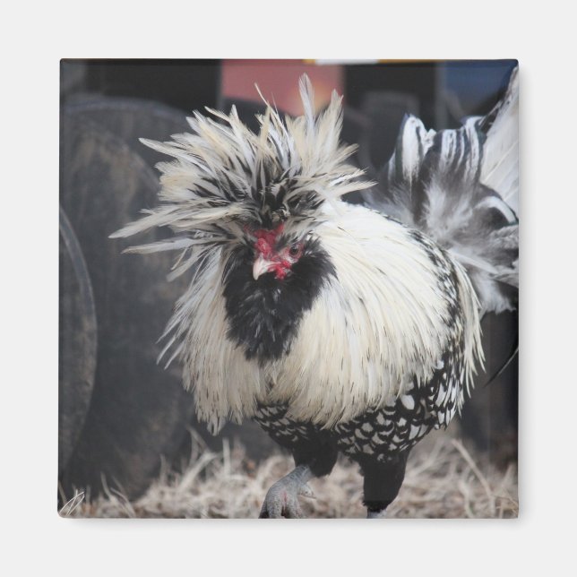 Polish Crested Rooster Magnet (Front)