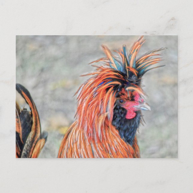Polish Crested Rooster Postcard (Front)