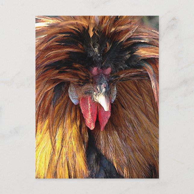 Polish Roo Postcard (Front)