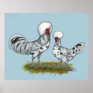 Polish Splash Chickens Poster