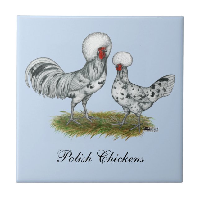 Polish Splash Chickens Tile (Front)