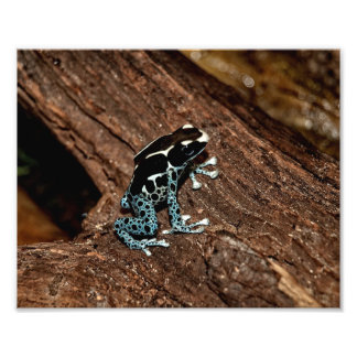 Polka Dot Frog Photo Print