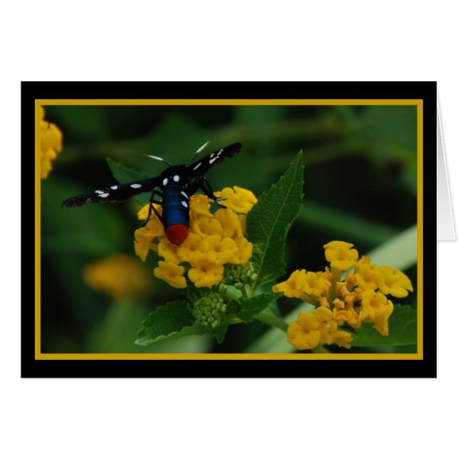 Polkadot Wasp Moth 270 (Front Horizontal)