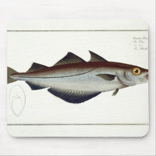 Pollack (Pollachius pollachius) plate LXVIII from Mouse Mat