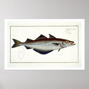 Pollack (Pollachius pollachius) plate LXVIII from Poster