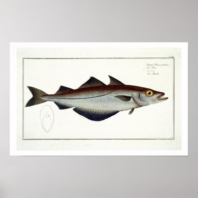 Pollack (Pollachius pollachius) plate LXVIII from Poster (Front)