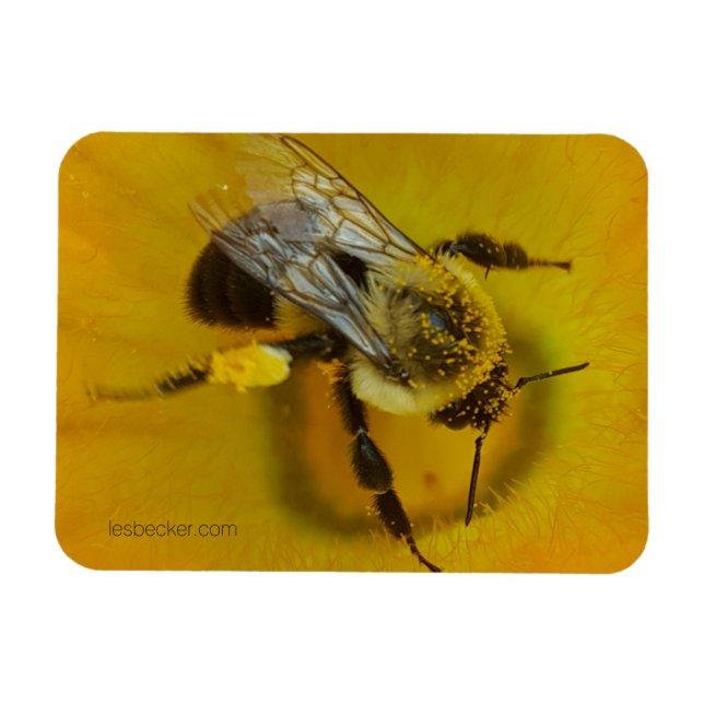 Pollen-covered Bee Magnet (Horizontal)