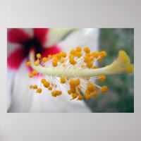 pollen
