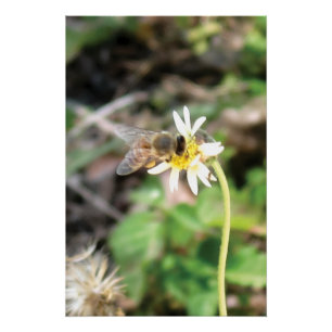 Pollinating Honey Bee on Wild Daisy Flower Photo Poster