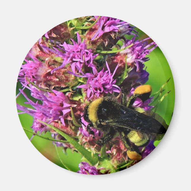 Pollinator on Blazing Star - Bumble Bee Magnet (Front)