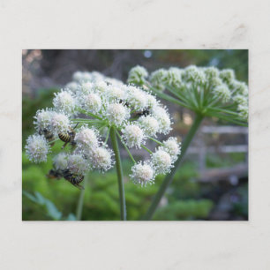 Pollinators on White Angelica Flowers Postcard