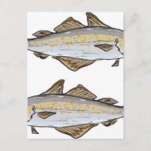 Pollock Fish Sketch Postcard