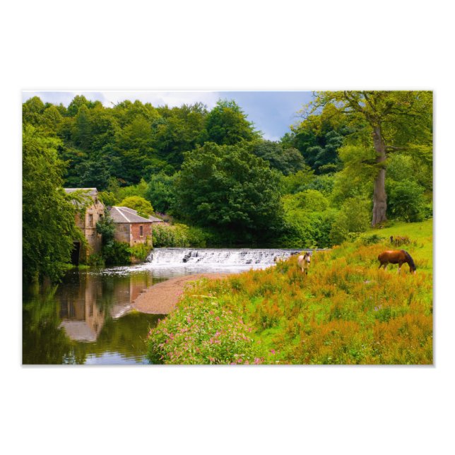 Pollok Park, Glasgow Photo print (Front)