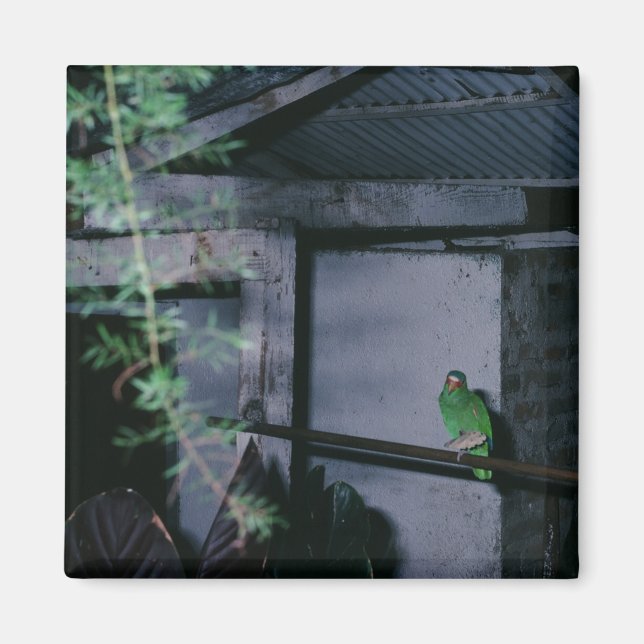 Polly Local Green Parrot Honduras Magnet (Front)