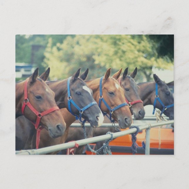 Polo Pony String Postcard (Front)