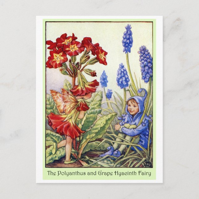 Polyanthus and Grape Hyacinth Fairy Postcard (Front)