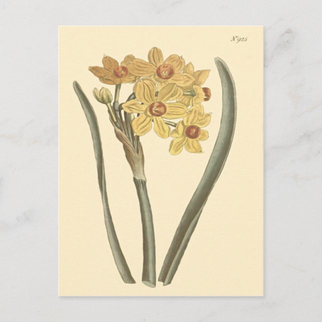 Polyanthus Narcissus Botanical Illustration Postcard (Front)