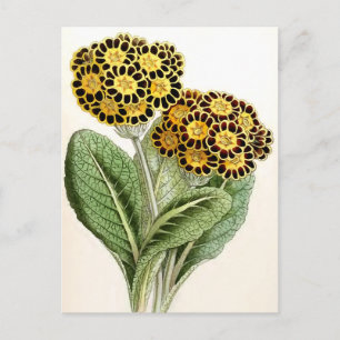 "Polyanthus" Vintage Flower Illustration Postcard