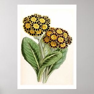 "Polyanthus" Vintage Flower Illustration Poster