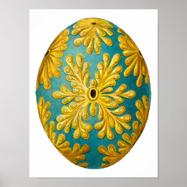 Polyclinum constellatum Ernst Haeckel Fine Art Poster (Front)