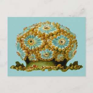 Polycyclus cyaneus Ernst Haeckel Fine Art Postcard