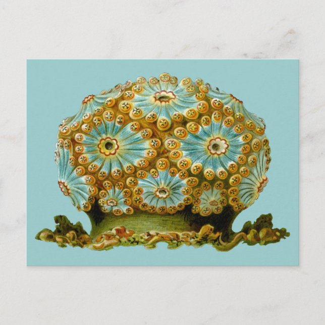Polycyclus cyaneus Ernst Haeckel Fine Art Postcard (Front)