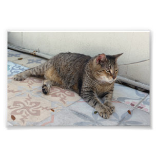 Polydactyl Cat, Key West, Florida Photo Print