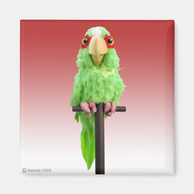 Polymer Magnet (Front)