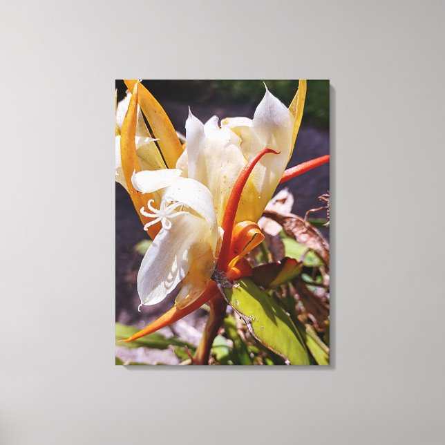 POLYNISIAN DRAGON CACTUS NIGHT BLOOM  CANVAS PRINT (Front)