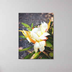 POLYNISIAN DRAGON CACTUS NIGHT BLOOM  CANVAS PRINT