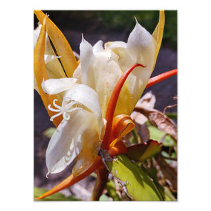 POLYNISIAN DRAGON CACTUS NIGHT BLOOM  PHOTO PRINT