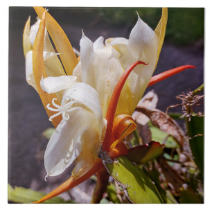 POLYNISIAN DRAGON CACTUS NIGHT BLOOM tile