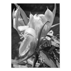 POLYNISIAN DRAGON CACTUS NIGHT BLOOM tile Photo Print