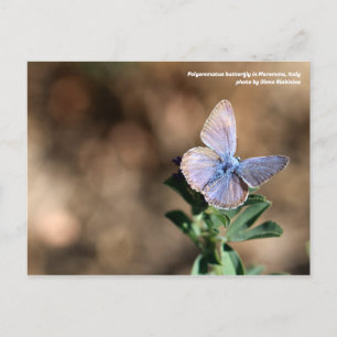 Polyommatus butterfly in Maremma, Italy Postcard