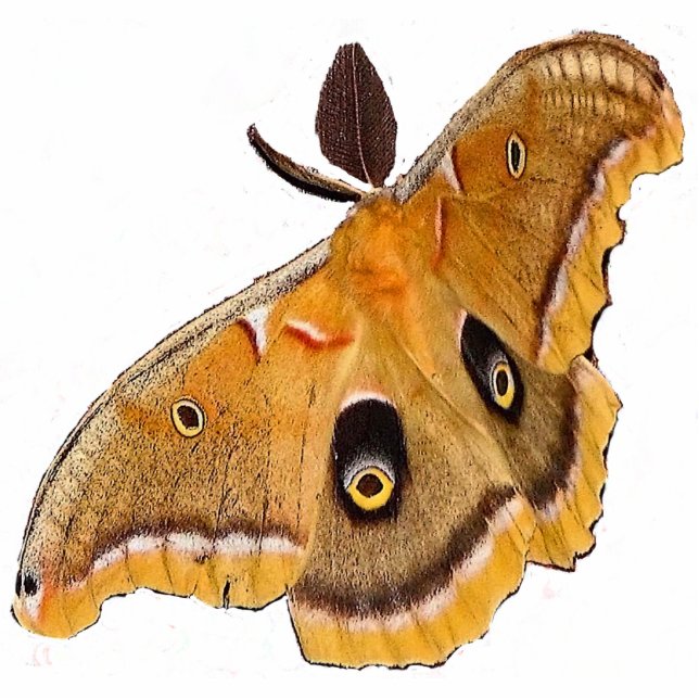 Polyphemus Christmas Acrylic Hanging Photo Sculpture Decoration (Front)