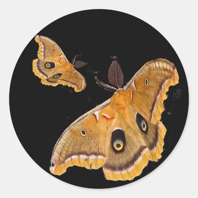 Polyphemus Moth Classic Round Sticker (Front)