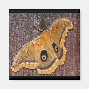 Polyphemus Moth Magnet
