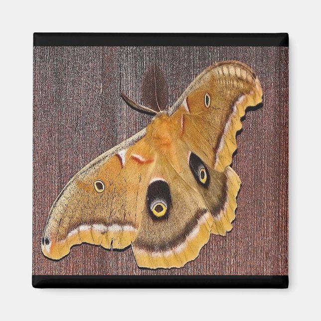 Polyphemus Moth Magnet (Front)