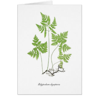 Polypodium dryopteris