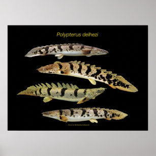 Polypterus delhezi のポスター poster