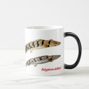 Polypterus delhezi mug