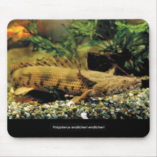 Polypterus Endlicheri Endlicheriの幼魚のマウスパッド Mouse Mat