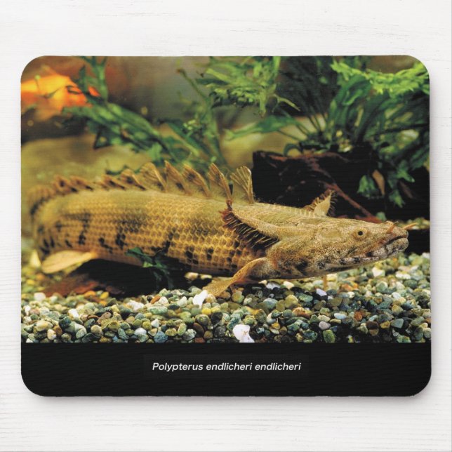 Polypterus Endlicheri Endlicheriの幼魚のマウスパッド Mouse Mat (Front)