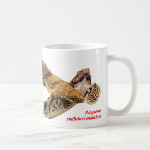 Polypterus endlicheri endlicheri mugs,No.02 Coffee Mug
