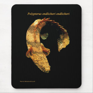 Polypterus endlichery mouse mat
