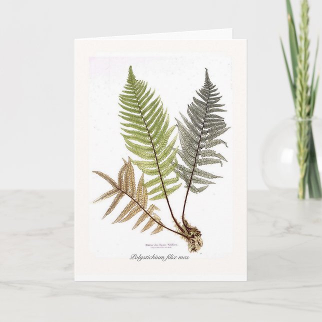Polystichium filix mas holiday card (Front)